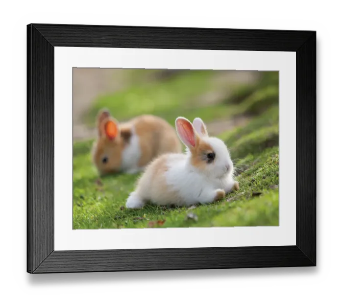 Framed Print : Feral domestic rabbit (Oryctolagus cuniculus) babies, Okunojima Island, also known as Rabbit Island, Hiroshima, Japan Framed Print : Feral domestic rabbit (Oryctolagus cuniculus) babies, Okunojima Island, also known as Rabbit Island, Hiroshima, Japan