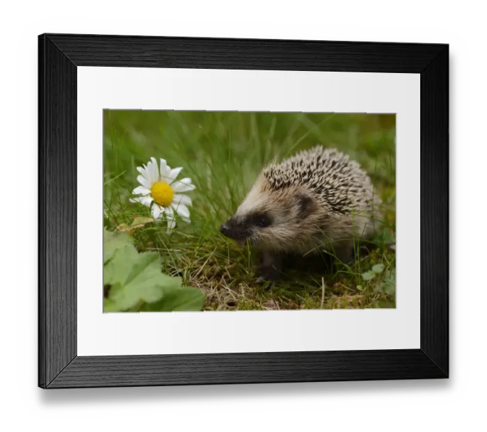 Framed Print : RF- European hedgehog (Erinaceus europaeus) orphan, Jarfalla, Sweden. August