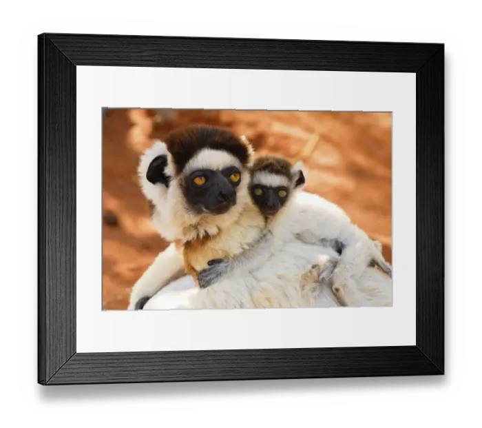 Framed Print : Verreauxs sifaka (Propithecus verreauxi) female carrying baby, Berenty Private Reserve Framed Print : Verreauxs sifaka (Propithecus verreauxi) female carrying baby, Berenty Private Reserve