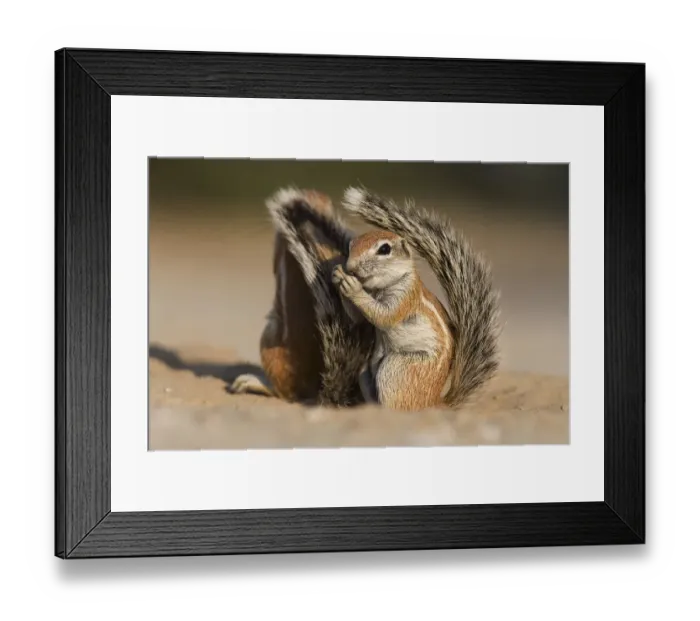 Framed Print : Baby ground squirrel (Xerus inauris) using its tail for shade, Kgalagadi Transfrontier Park Framed Print : Baby ground squirrel (Xerus inauris) using its tail for shade, Kgalagadi Transfrontier Park