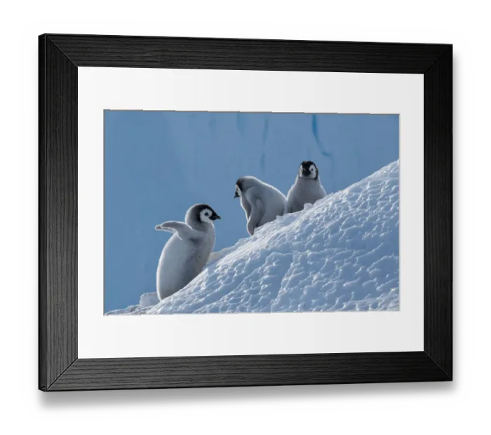Framed Print : Emperor penguin (Aptenodytes forsteri) chicks, Amanda Bay, Prydz Bay, Ingrid Christensen Coast Framed Print : Emperor penguin (Aptenodytes forsteri) chicks, Amanda Bay, Prydz Bay, Ingrid Christensen Coast