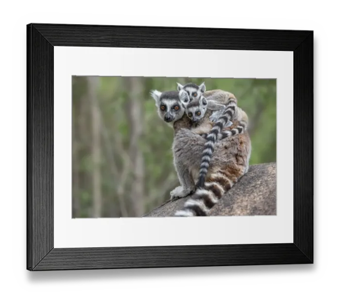 Framed Print : Ring-tailed lemur (Lemur catta) female carrying two babies. Anjaha Community Conservation Site Framed Print : Ring-tailed lemur (Lemur catta) female carrying two babies. Anjaha Community Conservation Site