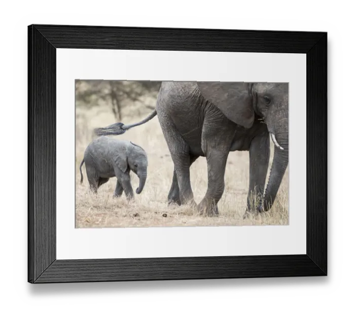 Framed Print : African elephant (Loxodonta africana) and calf, Tarangire National Park, Tanzania Framed Print : African elephant (Loxodonta africana) and calf, Tarangire National Park, Tanzania