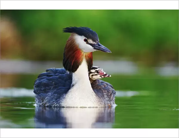 Great crested grebe (Podiceps cristatus) carrying chick on back, The Netherlands, May