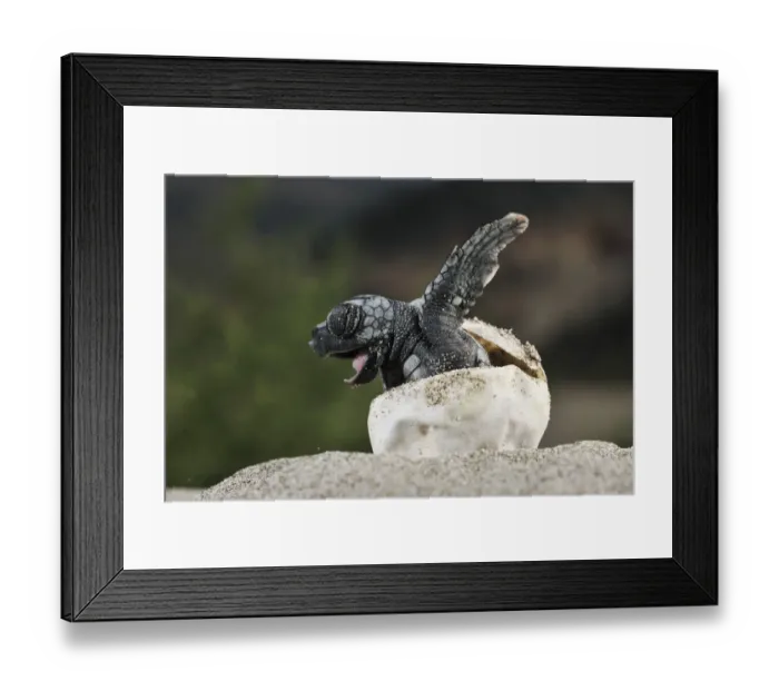 Framed Print : Loggerhead sea turtle (Caretta caretta) emerging from shell, Dalyan delta, Turkey, July Framed Print : Loggerhead sea turtle (Caretta caretta) emerging from shell, Dalyan delta, Turkey, July