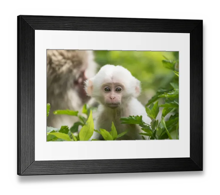 Framed Print : Japanese macaque (Macaca fuscata fuscata) mother with rare white furred baby, Jigokudani Valley Framed Print : Japanese macaque (Macaca fuscata fuscata) mother with rare white furred baby, Jigokudani Valley