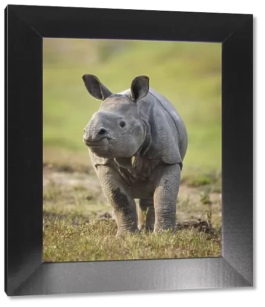 RF- Indian rhinoceros (Rhinoceros unicornis) calf, Kaziranga National Park, Assam, India