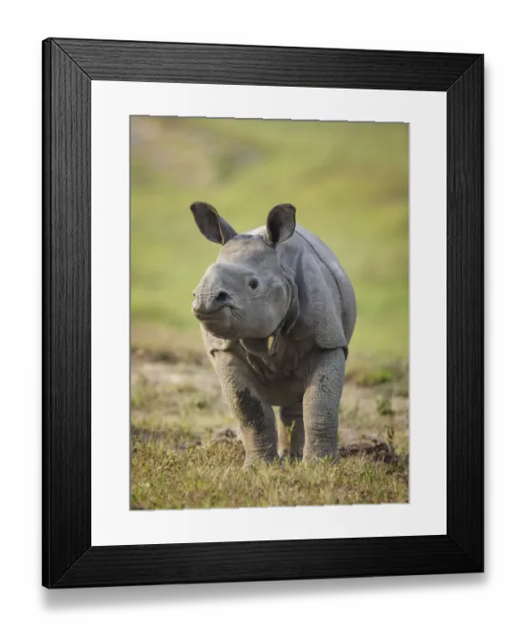 Framed Print : RF- Indian rhinoceros (Rhinoceros unicornis) calf, Kaziranga National Park, Assam, India