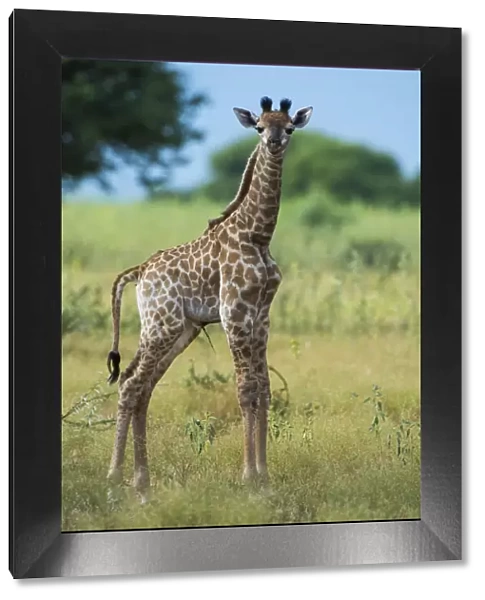 Giraffe (Giraffa camelopardalis) baby, Marakele Private Reserve, Waterberg Biosphere Reserve