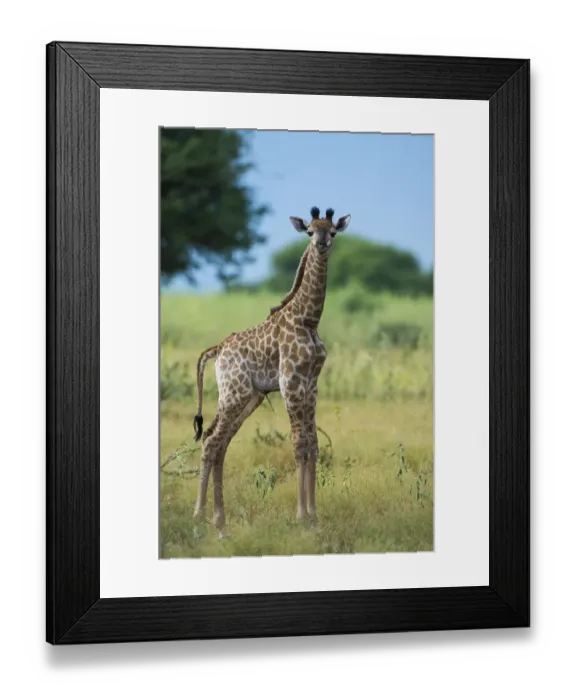 Framed Print : Giraffe (Giraffa camelopardalis) baby, Marakele Private Reserve, Waterberg Biosphere Reserve Framed Print : Giraffe (Giraffa camelopardalis) baby, Marakele Private Reserve, Waterberg Biosphere Reserve