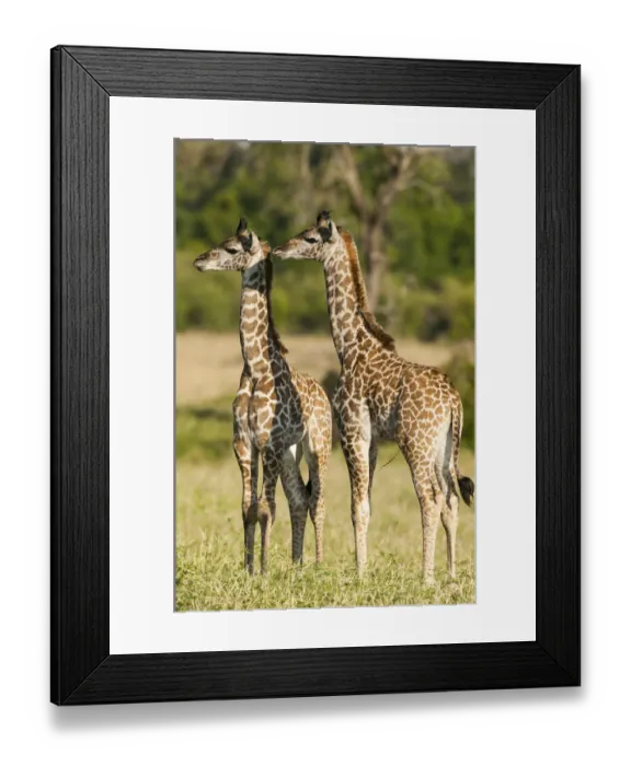 Framed Print : RF- Masai giraffe (Giraffa camelopardalis tippelskirchi) two young calves together Framed Print : RF- Masai giraffe (Giraffa camelopardalis tippelskirchi) two young calves together
