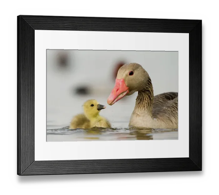 Framed Print : Graylag gosling (Anser anser) with parent, Lake Csaj, Kiskunsagi National Park, Pusztaszer, Hungary. April Framed Print : Graylag gosling (Anser anser) with parent, Lake Csaj, Kiskunsagi National Park, Pusztaszer, Hungary. April