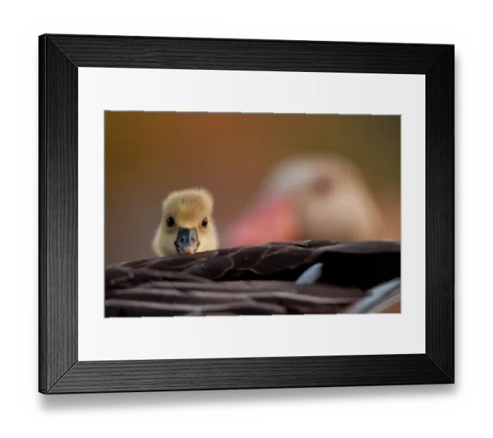 Framed Print : Graylag gosling (Anser anser) resting under parent's wing, Kiskunsagi National Park, Pusztaszer, Hungary Framed Print : Graylag gosling (Anser anser) resting under parent's wing, Kiskunsagi National Park, Pusztaszer, Hungary
