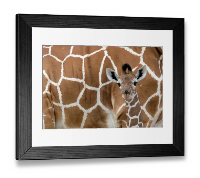 Framed Print : Reticulated giraffe (Giraffa camelopardalis reticulata) young standing close to its mother, Samburu Game Reserve, Kenya, Africa, August Framed Print : Reticulated giraffe (Giraffa camelopardalis reticulata) young standing close to its mother, Samburu Game Reserve, Kenya, Africa, August