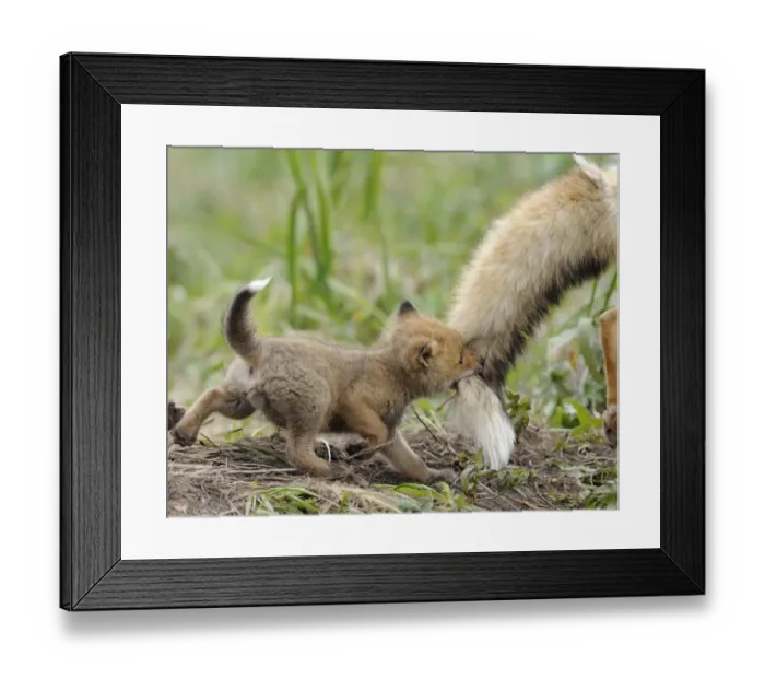 Framed Print : Red fox (Vulpes vulpes) cub biting tail of adult male, Kronotsky Zapovednik Nature Reserve