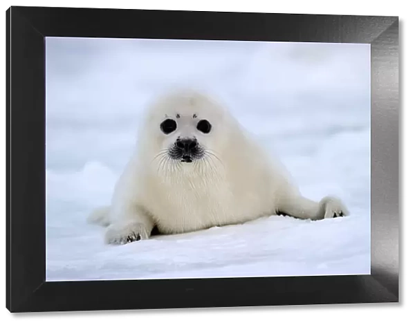 RF - Portrait of Harp seal (Phoca groenlandicus) pup on sea ice. Magdalen Islands