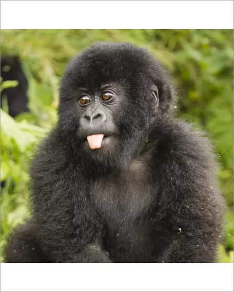 Mountain gorillas (Gorilla beringei beringei) baby sticking out tongue, Volcanoes