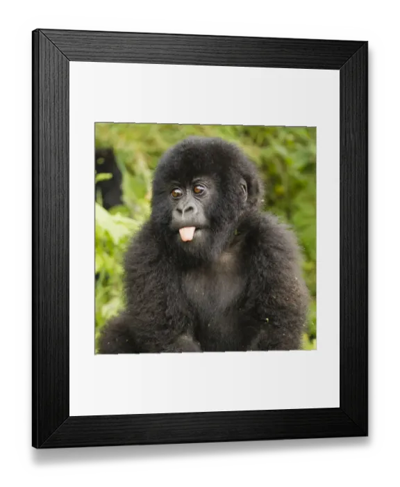 Framed Print : Mountain gorillas (Gorilla beringei beringei) baby sticking out tongue, Volcanoes Framed Print : Mountain gorillas (Gorilla beringei beringei) baby sticking out tongue, Volcanoes