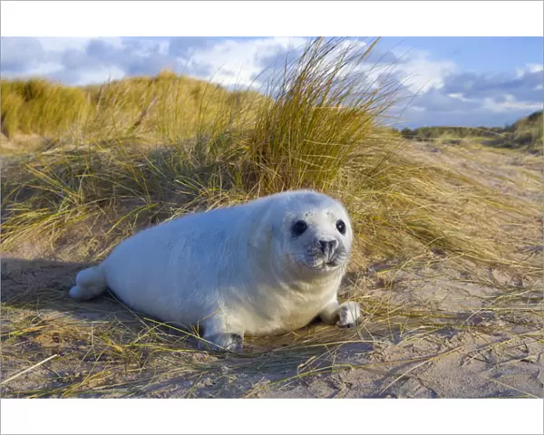 RF- Grey seal (Halichoerus grypus) pups on Norfolk Beach, England, UK, December