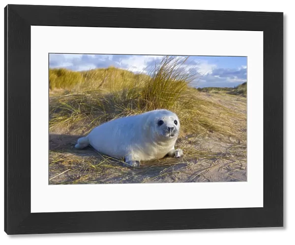 RF- Grey seal (Halichoerus grypus) pups on Norfolk Beach, England, UK, December