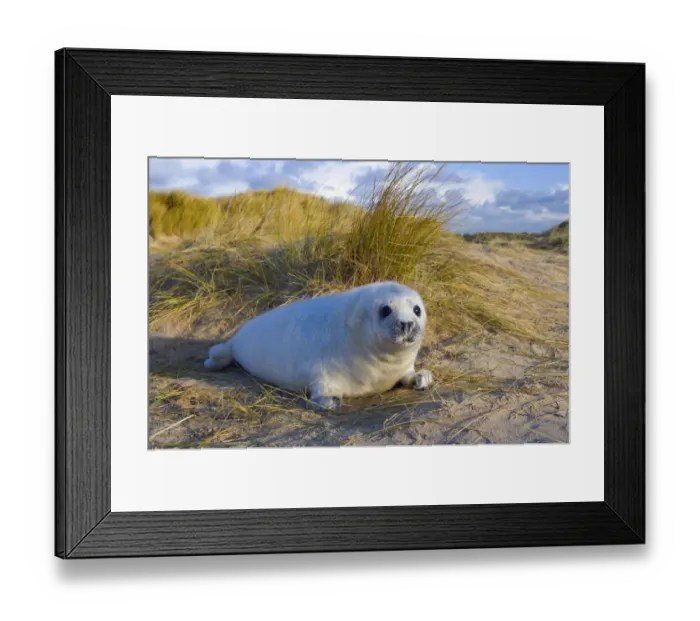 Framed Print : RF- Grey seal (Halichoerus grypus) pups on Norfolk Beach, England, UK, December Framed Print : RF- Grey seal (Halichoerus grypus) pups on Norfolk Beach, England, UK, December