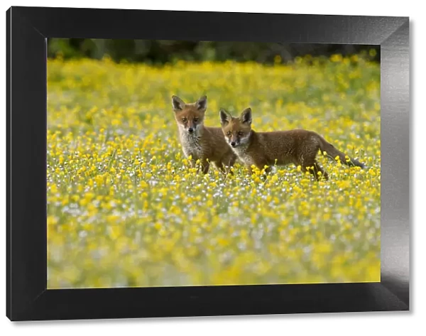 Red fox (Vulpes vulpes) two 8 week old cubs in flower meadow, Kent, UK May