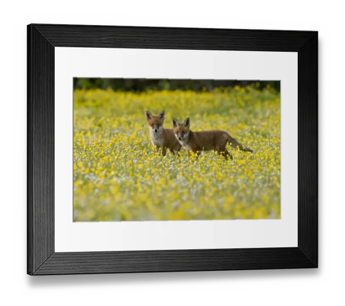 Framed Print : Red fox (Vulpes vulpes) two 8 week old cubs in flower meadow, Kent, UK May Framed Print : Red fox (Vulpes vulpes) two 8 week old cubs in flower meadow, Kent, UK May
