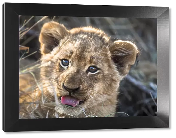 Lion (Panthera leo) cub portrait, South Africa