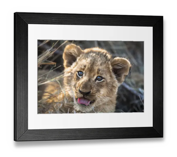 Framed Print : Lion (Panthera leo) cub portrait, South Africa Framed Print : Lion (Panthera leo) cub portrait, South Africa