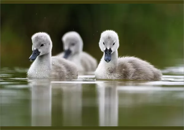 Mute swan (Cygnus olor) cygnets on water, Lac de Saint Point, Franche Comte, France, May