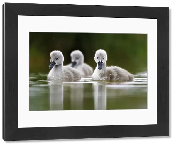 Mute swan (Cygnus olor) cygnets on water, Lac de Saint Point, Franche Comte, France, May