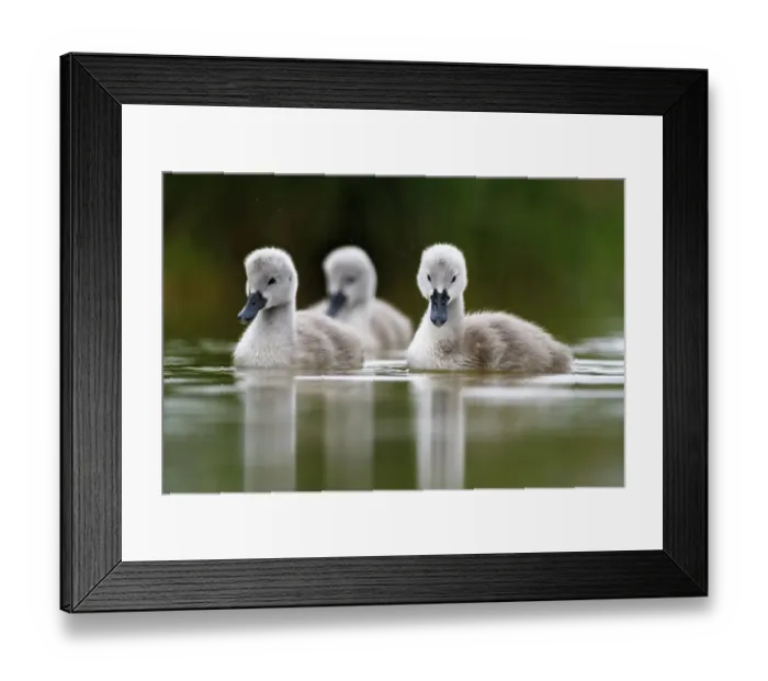 Framed Print : Mute swan (Cygnus olor) cygnets on water, Lac de Saint Point, Franche Comte, France, May