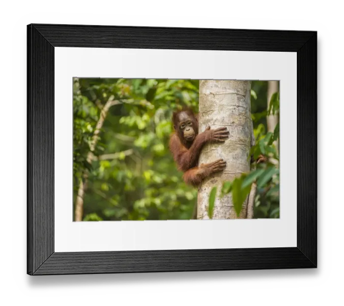 Framed Print : RF - Young Bornean orangutan (Pongo pygmaeus) in tree. Tanjung Puting National Park Framed Print : RF - Young Bornean orangutan (Pongo pygmaeus) in tree. Tanjung Puting National Park