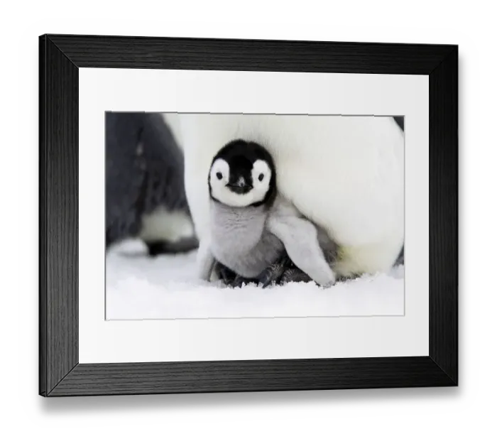 Framed Print : Emperor penguin (Aptenodytes forsteri), chick in brood pouch, Snow Hill Island, Antarctic Framed Print : Emperor penguin (Aptenodytes forsteri), chick in brood pouch, Snow Hill Island, Antarctic