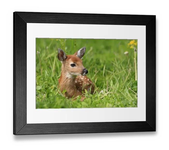 Framed Print : White tailed deer (Odocoileus virginianus), fawn age one week, captive, USA Framed Print : White tailed deer (Odocoileus virginianus), fawn age one week, captive, USA
