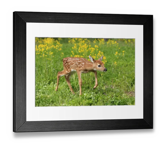 Framed Print : White tailed deer (Odocoileus virginianus), fawn age one week, captive, USA Framed Print : White tailed deer (Odocoileus virginianus), fawn age one week, captive, USA