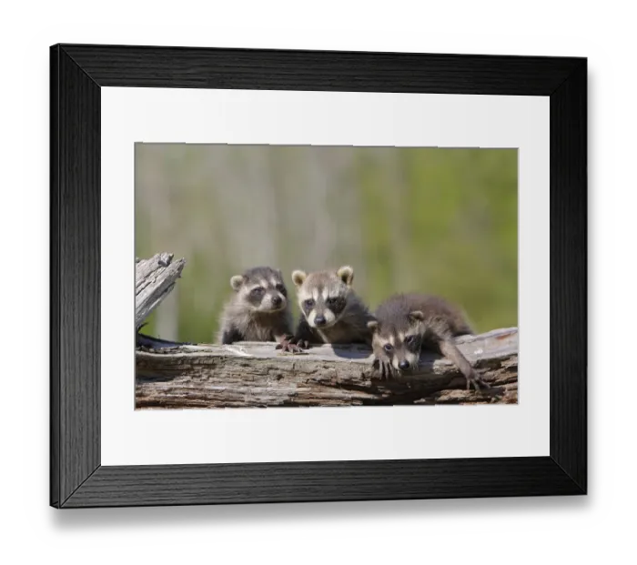 Framed Print : Racoon (Procyon lotor) three babies, captive, USA Framed Print : Racoon (Procyon lotor) three babies, captive, USA