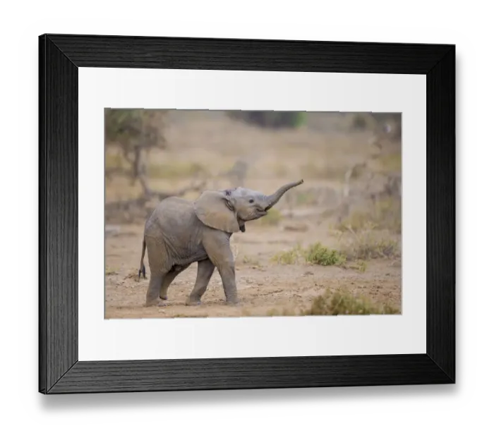 Framed Print : RF - African elephant (Loxodonta africana) calf walking with trunk raised, Amboseli National Park Framed Print : RF - African elephant (Loxodonta africana) calf walking with trunk raised, Amboseli National Park