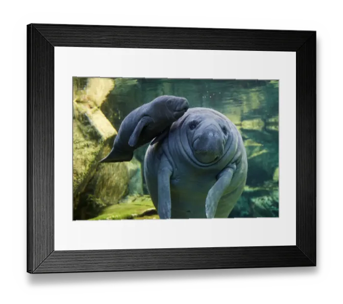 Framed Print : Caribbean manatee or West Indian manatee (Trichechus manatus) mother with baby, age two days Framed Print : Caribbean manatee or West Indian manatee (Trichechus manatus) mother with baby, age two days