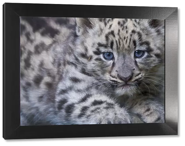 Snow leopard (Panthera uncia) cub age three months, captive