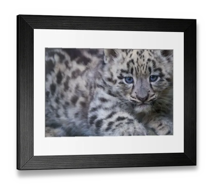 Framed Print : Snow leopard (Panthera uncia) cub age three months, captive Framed Print : Snow leopard (Panthera uncia) cub age three months, captive