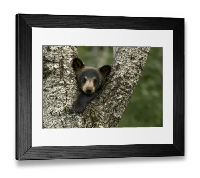 Framed Print : Black bear cub (Ursus americanus) resting in the fork of a tree, Minnesota, USA, June Framed Print : Black bear cub (Ursus americanus) resting in the fork of a tree, Minnesota, USA, June