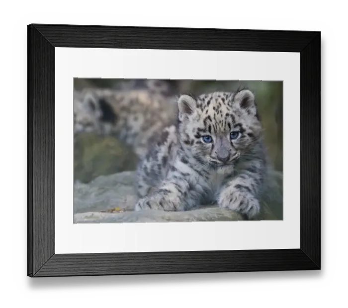 Framed Print : RF - Snow leopard (Panthera uncia) cub age three months, captive Framed Print : RF - Snow leopard (Panthera uncia) cub age three months, captive
