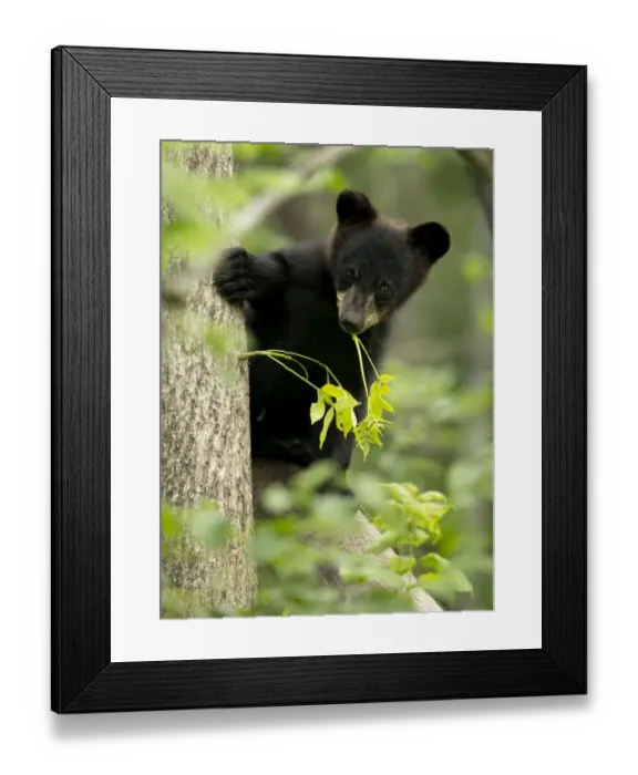 Framed Print : Black bear cub (Ursus americanus) climbing a tree, Minnesota, USA, June Framed Print : Black bear cub (Ursus americanus) climbing a tree, Minnesota, USA, June
