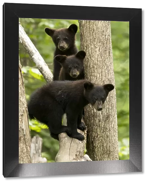 Black bear cubs (Ursus americanus) standing in a tree, Minnesota, USA, June