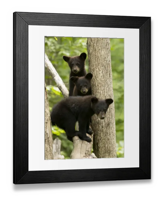 Framed Print : Black bear cubs (Ursus americanus) standing in a tree, Minnesota, USA, June Framed Print : Black bear cubs (Ursus americanus) standing in a tree, Minnesota, USA, June