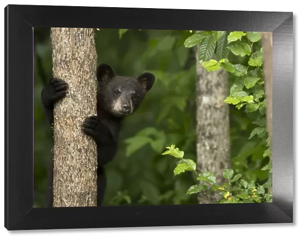 Black bear cub (Ursus americanus) climbing a tree, Minnesota, USA, June