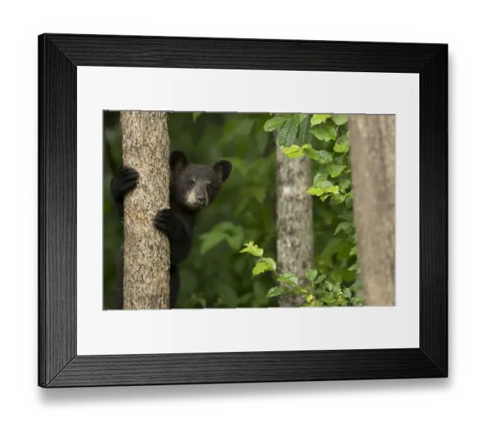 Framed Print : Black bear cub (Ursus americanus) climbing a tree, Minnesota, USA, June Framed Print : Black bear cub (Ursus americanus) climbing a tree, Minnesota, USA, June