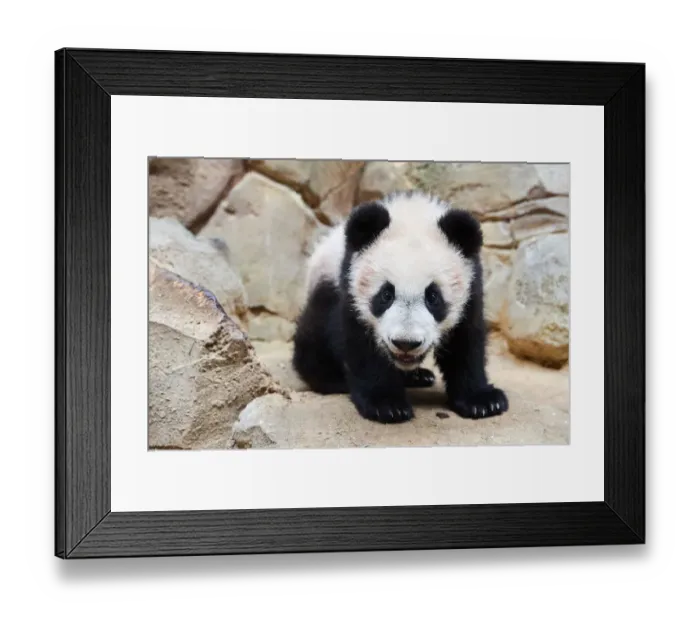 Framed Print : Portrait of Giant panda cub (Ailuropoda melanoleuca) captive Framed Print : Portrait of Giant panda cub (Ailuropoda melanoleuca) captive