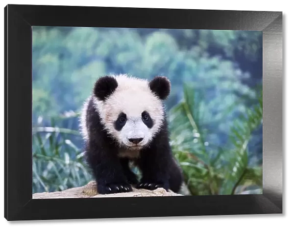 Portrait of Giant panda cub (Ailuropoda melanoleuca) captive